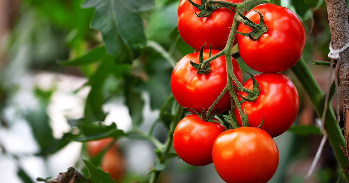 Подкормка томатов золой: способ проверенный тысячелетиями. Фото — Ботаничка