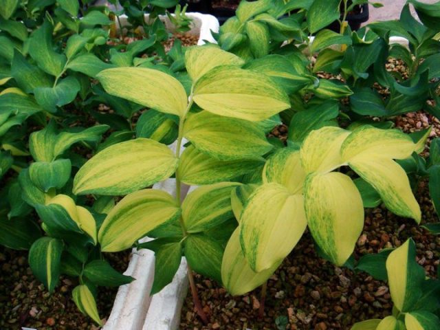 У сорта «Даи Коуга» (Polygonatum odoratum 'Dai Kouga') лаймово-зелёный центр листа и зелёные края
