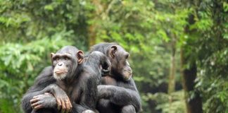 Шимпанзе составляют сложные фразы для коммуникации в группе.
