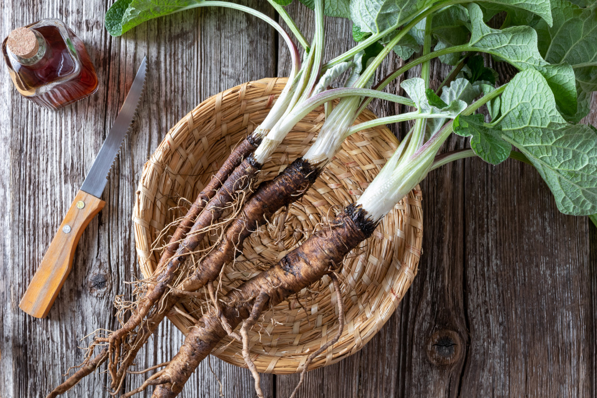 Опыт выращивания овощного лопуха: советы и впечатления