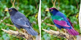 Птицы могут увидеть ультрафиолетовое излучение, которое невидимо для человеческого глаза. Эта способность помогает им различать пол других птиц по цвету оперения