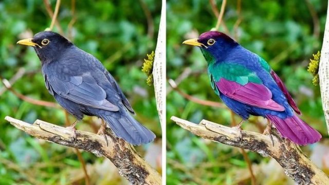 Птицы могут увидеть ультрафиолетовое излучение, которое невидимо для человеческого глаза. Эта способность помогает им различать пол других птиц по цвету оперения