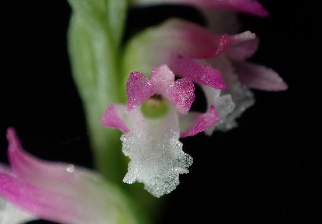 В Японии обнаружили “стеклянную” орхидею