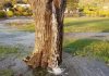 Живой фонтан из ствола дерева — уникальное явление в Черногории
