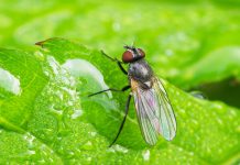 Борьба с луковой мухой — как защитить лук от вредителя