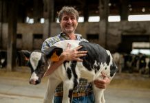 Частые заболевания у телят - как вырастить здоровую корову