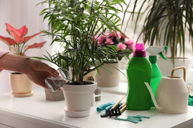 Подкармливаем правильно — гид по удобрениям для комнатных растений
