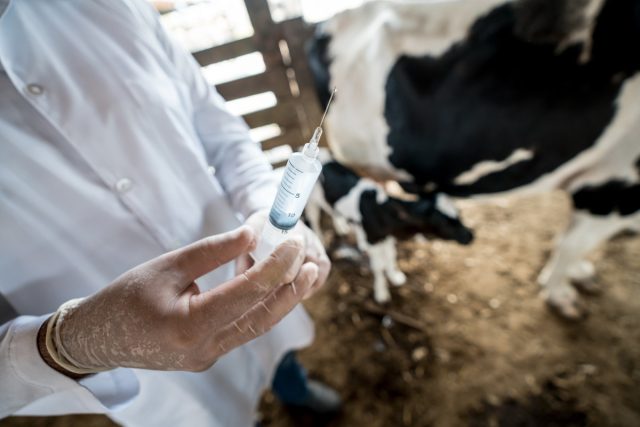 Если вы планируете пасти животных летом на пастбище, необходимо поставить все важные прививки.
