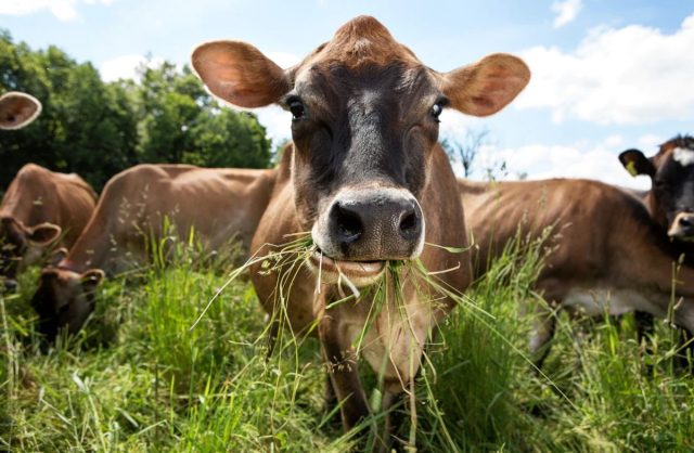 Во время выпаса на разнотравье обязательно следите за тем, чтобы скот поедал разнообразные травы