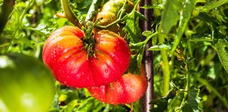 Как подкормить помидоры для обильного урожая