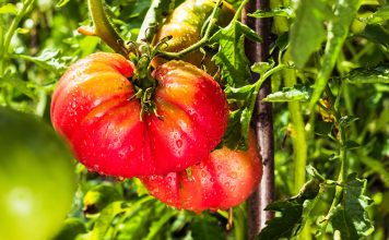 Как подкормить помидоры для обильного урожая