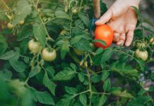 Как подкормить томаты после высадки в грунт?