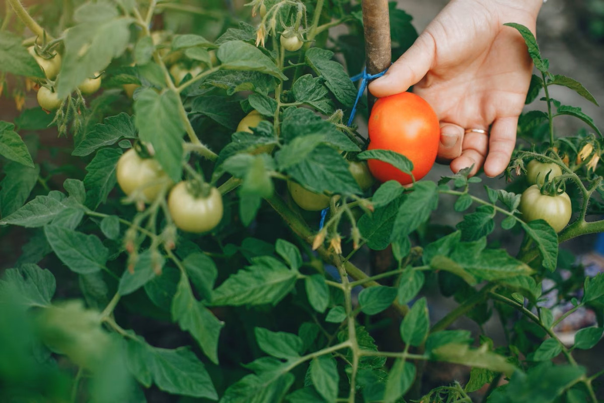 Как подкормить томаты после высадки в грунт? Фото — Ботаничка