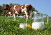 Как получить больше молока от коровы: 8 правил для большого удоя