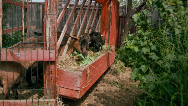 Как построить загон для выгула коз: летний вольер своими руками