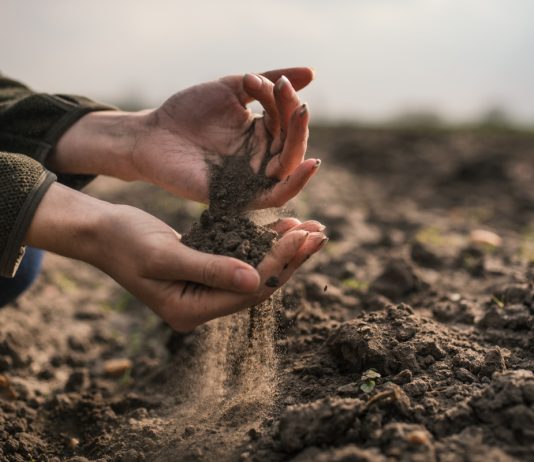 Как справиться с песчаной почвой? Надежные методы по улучшению грунта