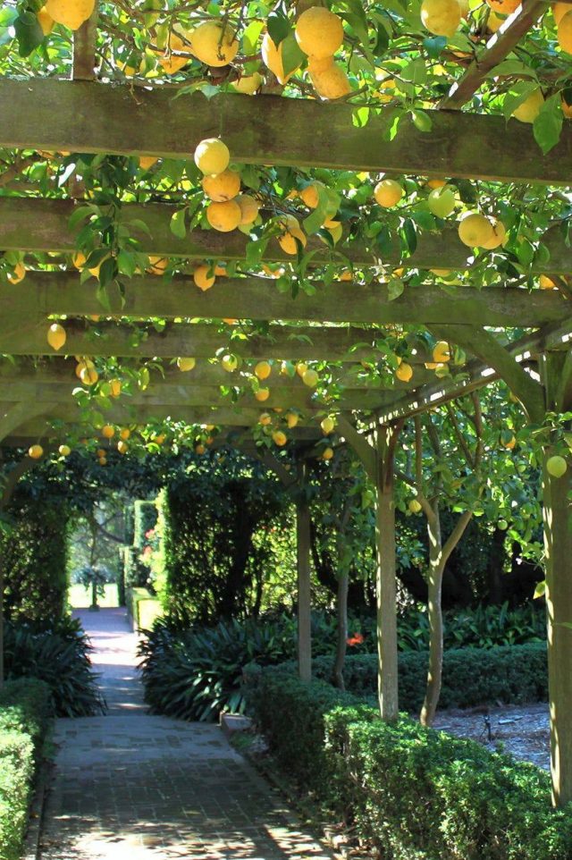 Озеленение «потолка» лимоном