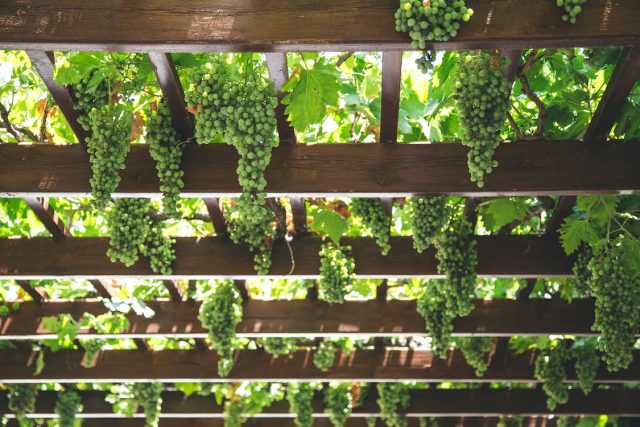 Озеленение виноградом: вкусно и просто