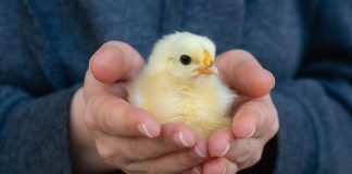 Как ухаживать за цыплятами? Простые советы для начинающих животноводов