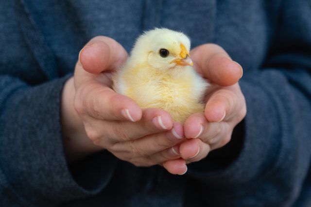 Как ухаживать за цыплятами? Простые советы для начинающих животноводов