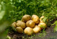 Как увеличить урожай картофеля? Пошаговый уход от удобрений до инсектицидов