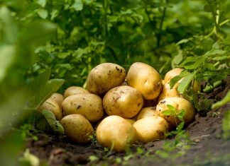 Как увеличить урожай картофеля? Пошаговый уход от удобрений до инсектицидов