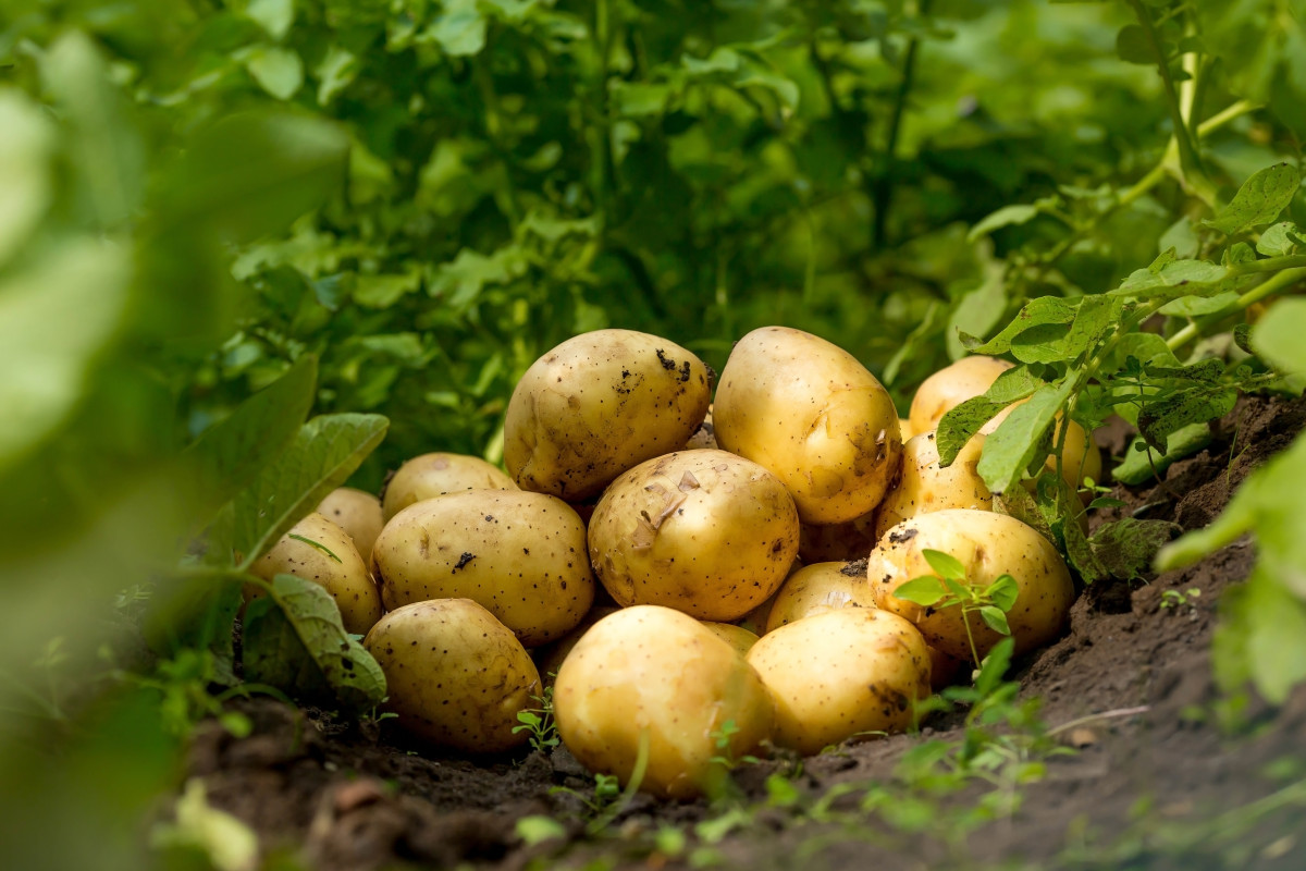 Как увеличить урожай картофеля? Пошаговый уход от удобрений доинсектицидов. Фото — Ботаничка