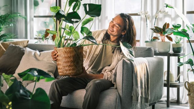Комнатные растения связаны с чувством «присутствия дома», обеспечивая отдых для ума