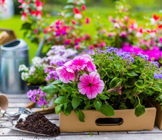 Клумба непрерывного цветения — какие растения подобрать