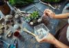 Флорариум своими руками — создаем уникальную экосистему