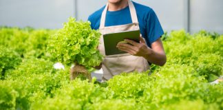 Листовой салат — выбираем сорт по вкусу и пользе