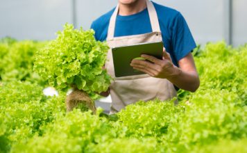Листовой салат — выбираем сорт по вкусу и пользе