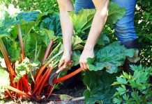 Многолетние овощи — стабильный урожай каждый год