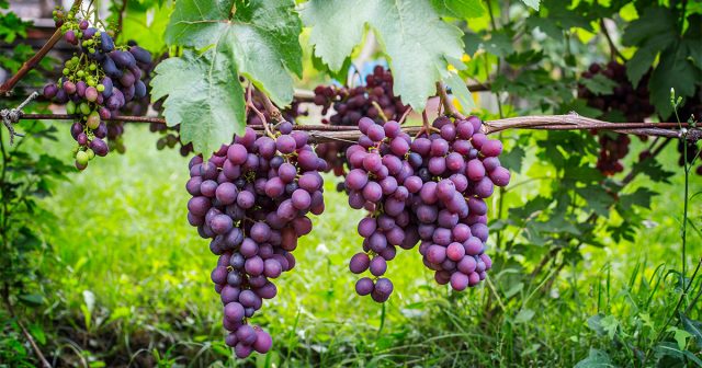 Виноград, который в течение летнего сезона подвергался грамотной и своевременной обрезке, намного лучше зимует