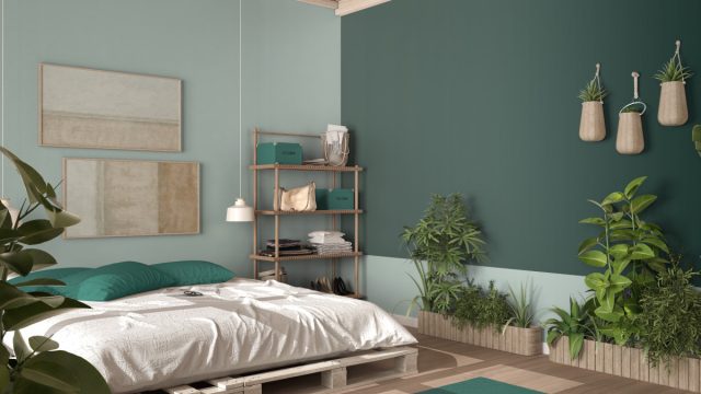 24 растения для спальни — как создать уютную и оздоравливающую атмосферу