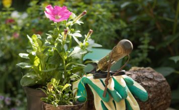 Шпаргалка на июль — важные садово-огородные дела