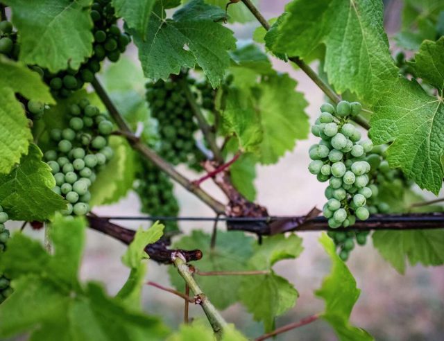 Не забыть про виноград - он активно растёт и завязывает плоды