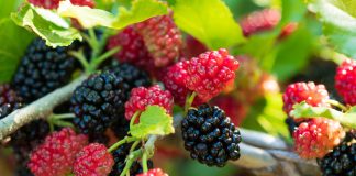 Вкуснейшие ягоды и еще 10 причин посадить шелковицу