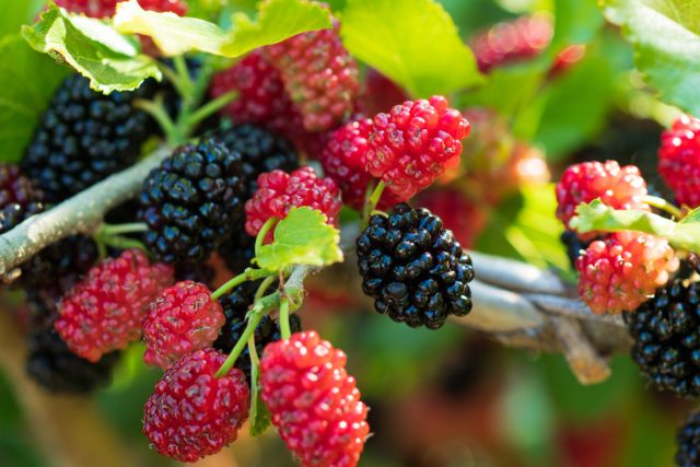 Вкуснейшие ягоды и еще 10 причин посадить шелковицу