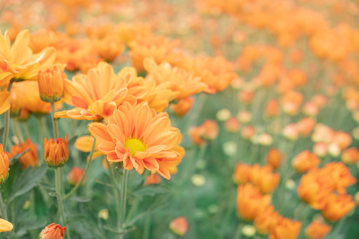 Создаем сад в оранжевом цвете: более 50 оттенков на любой вкус. Фото —  Ботаничка
