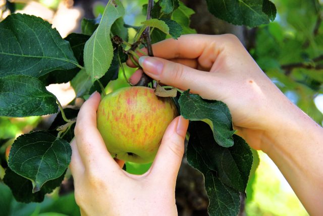 Выбираем лучшие сорта: яблони и груши российской селекции