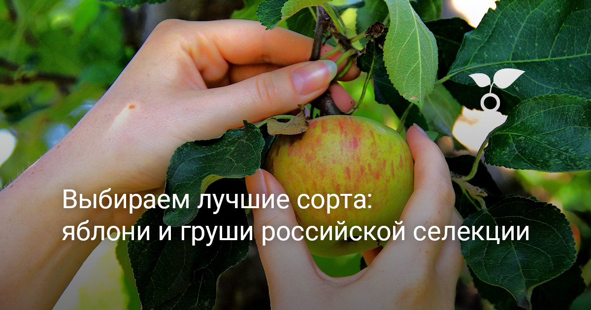 Сорт яблони коремолда. Яблоня и груша рядом. Интересные сорта. Туи, яблони и груши в саду. Яблоко новелла