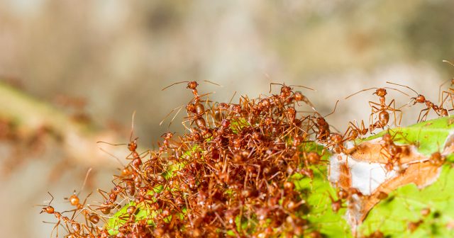А чтобы борьба с муравьями была наиболее эффективной, определите для себя самые важные места на участке