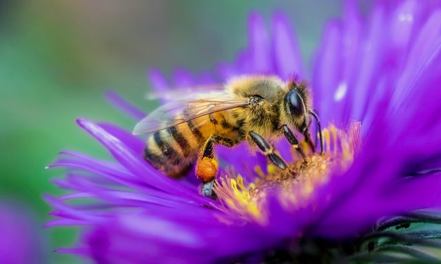 Почему цветы, опыляемые медоносными пчелами, дают меньше семян?