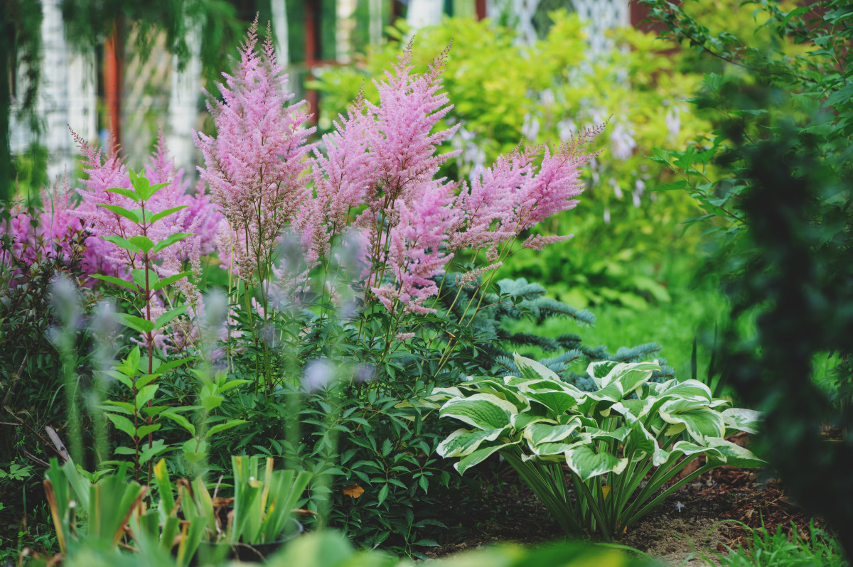 Астильбы с хостами — изящный дуэт для вашего сада. Фото — Ботаничка