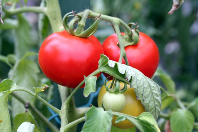 Биологическая защита от бактериальных заболеваний на томатах
