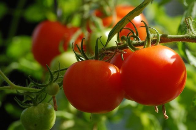 Наиболее эффективными методами борьбы с бактериальными заболеваниями томатов являются комплексные меры