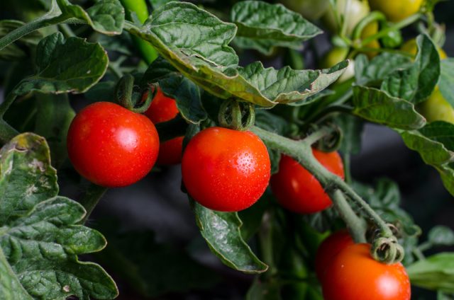Алирин-Б и Гамаир — эффективные средства для профилактической обработки томатов по листу