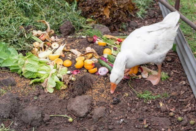 Чем кормить гусей летом? Откорм птицы к осени и праздникам