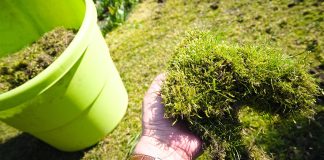 Чистый газон — как избавиться от мха и предотвратить его появление
